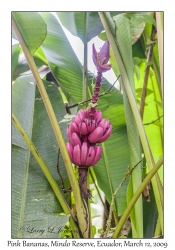 Pink Bananas