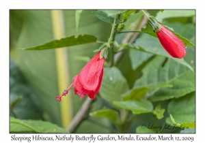 Sleeping Hibiscus