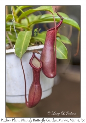 Pitcher Plant