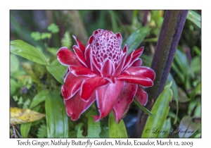 Torch Ginger