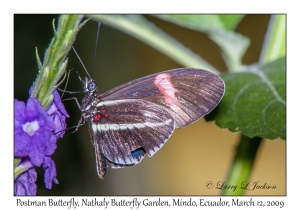 Postman Butterfly