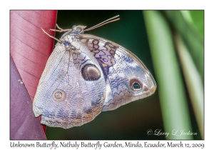 Owl Butterfly