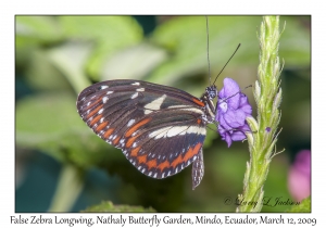 False Zebra Longwing