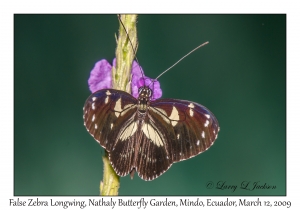 False Zebra Longwing