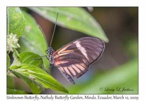 Unknown Butterfly