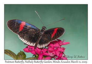 Postman Butterfly