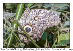 Forest Giant Owl Butterfly