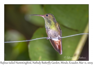 Rufous-tailed Hummingbird