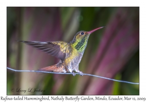 Rufous-tailed Hummingbird