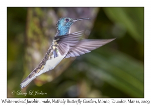 White-necked Jacobin, male