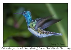 White-necked Jacobin, male