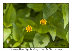 Unknown Flowers