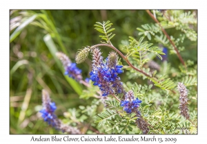 Andean Blue Clover