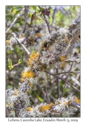 Lichens