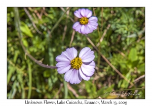 Unknown Flower