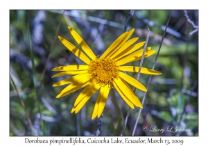 Dorobaea pimpinellifolia