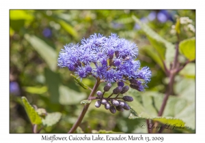 Mistflower