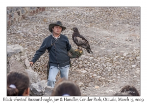 Black-chested Buzzard-eagle, juvenile & Handler