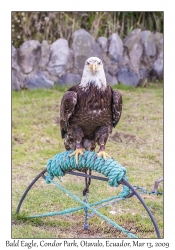 Bald Eagle