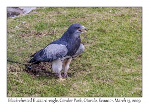 Black-chested Buzzard-eagle