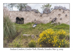 Andean Condors