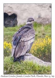 Andean Condor female