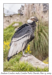 Andean Condor, male