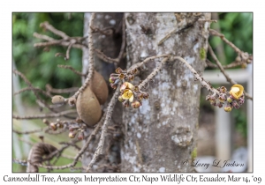 Cannonball Tree