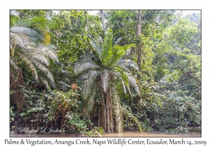 Palms & Vegetation