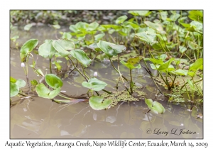 Aquatic Vegetation