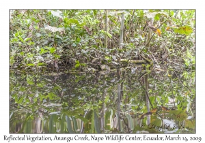 Reflected Vegetation