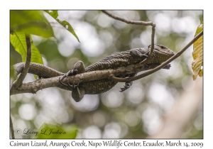 Caiman Lizard