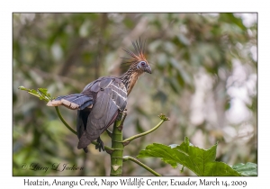 Hoatzin