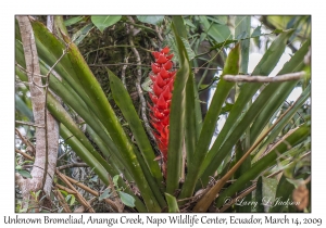 Unknown Bromeliad