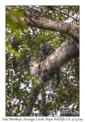 Saki Monkeys