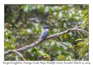 Ringed Kingfisher