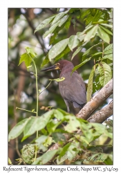 Rufescent Tiger-heron