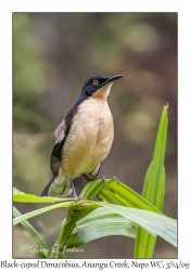 Black-caped Donacobius