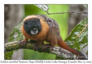 Golden-mantled Tamarin