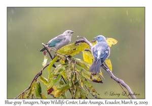 Blue-gray Tanagers