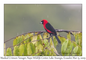 Masked Crimson Tanager