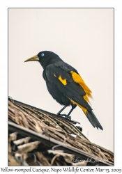 Yellow-rumped Cacique