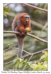 Dusky Titi Monkey