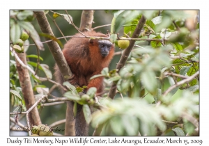 Dusky Titi Monkey