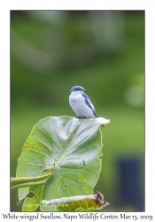 White-winged Swallow