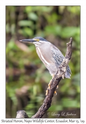 Striated Heron