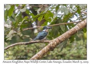 Amazon Kingfisher