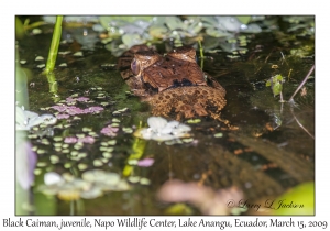 Black Caiman, juvenile