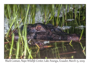 Black Caiman