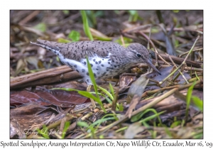 Spotted Sandpiper